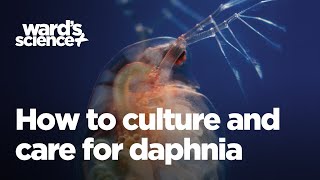 Caring and Culturing for Daphnia [upl. by Ytiak]