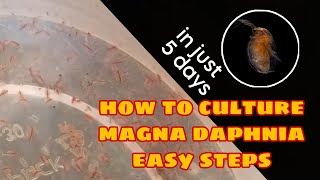 How to Culture Magna Daphnia Easily [upl. by Oigile]