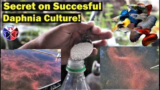 How to Culture Daphnia Successfully [upl. by Nehr]