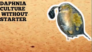 HOW TO CULTURE DAPHNIA NATURALLY WITHOUT A STARTER [upl. by Anerehs880]