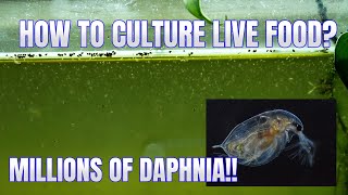 How to Culture Daphnia Secret Method to Breed MILLIONS  Simply Aquatic [upl. by Phippen]