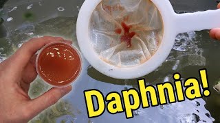 How I Culture Daphnia In Outdoor Tubs [upl. by Alpers]