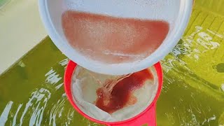 How to culture daphnia  Daphnia culture  How to grow daphnia outdoor [upl. by Mosra]