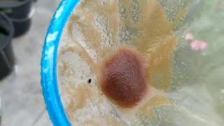 How to culture daphnia moina in a small container Part 1 English Subtitle [upl. by Hildegard]