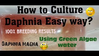 Daphnia MagnaHow to Culture Daphnia Easy wayCulturing Daphnia using Green water Daphnia [upl. by Hale]