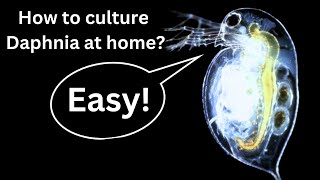 BEST Live Fish Food Beginner guide How to Culture Daphnia at home [upl. by Ainslee]