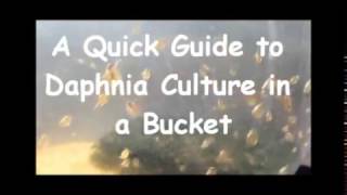 How to culture daphnia outside [upl. by Nosyla]