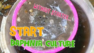 How to culture daphnia moina the easy way 1  Starting the Daphnia culture [upl. by Misaq591]