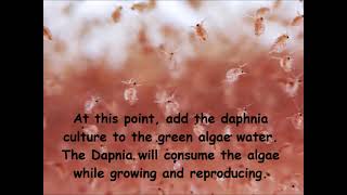 Daphnia  How to grow daphnia in your home [upl. by Cestar]