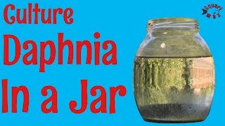 How to Culture Daphnia in a Jar [upl. by Ahseyd548]