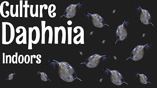 How to Culture Daphnia [upl. by Wardlaw]