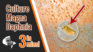 How to culture DAPHNIA MAGNA  The easy way [upl. by Owen]