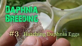 Daphnia Culture made simple and easy 3  Hatching Daphnia eggs [upl. by Lotsirk]