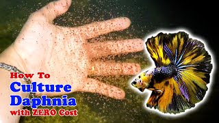 How to Culture Daphnia with ZERO Cost  Unlimited Live Food For Our Fish [upl. by Enywad]