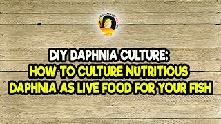 DIY Daphnia Culture How to Culture Nutritious Daphnia as Live Food for Your Fish [upl. by Birgit]