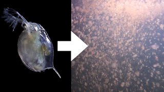 How I Culture Daphnia [upl. by Alyhc]