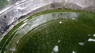 DAPHNIA MOINA CULTURE IN A SMALL BUCKET [upl. by Montagna]