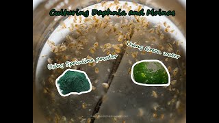 How To Culture Daphnia and Moinas using Green Water Spirulina powder [upl. by Ailam]