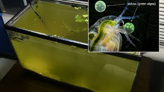 Raising Daphnia for the Freshwater Aquarium [upl. by Ardnasirk71]