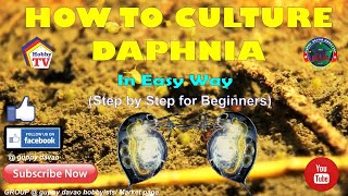 HOW TO CULTURE DAPHNIA In Easy Way [upl. by Calloway]